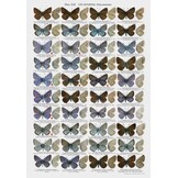 The Butterflies of Altai, Sayans and Tuva (Southern Siberia)