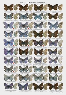 The Butterflies of Altai, Sayans and Tuva (Southern Siberia)