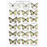 The Butterflies of Middle East (Lebanon, Syria, Israel, Jordan and Egypt (Sinai Peninsula))