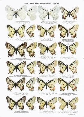 The Butterflies of Middle East (Lebanon, Syria, Israel, Jordan and Egypt (Sinai Peninsula))