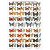 The Butterflies of Middle East (Lebanon, Syria, Israel, Jordan and Egypt (Sinai Peninsula))