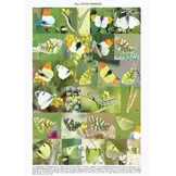 The Butterflies of Middle East (Lebanon, Syria, Israel, Jordan and Egypt (Sinai Peninsula))