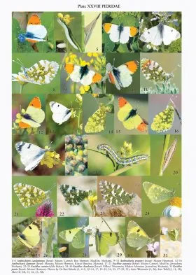 The Butterflies of Middle East (Lebanon, Syria, Israel, Jordan and Egypt (Sinai Peninsula))