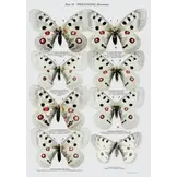 The Butterflies of Caucasus and Transcaucasia (Armenia, Azerbaijan, Georgia and Russian Federation)