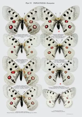 The Butterflies of Caucasus and Transcaucasia (Armenia, Azerbaijan, Georgia and Russian Federation)