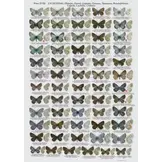 The Butterflies of Caucasus and Transcaucasia (Armenia, Azerbaijan, Georgia and Russian Federation)