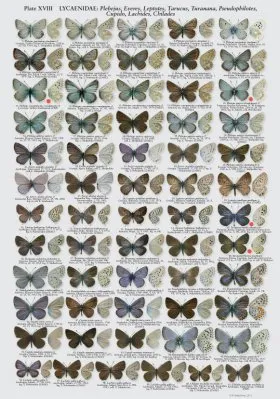 The Butterflies of Caucasus and Transcaucasia (Armenia, Azerbaijan, Georgia and Russian Federation)