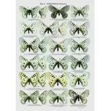 The Butterflies of Kazakhstan