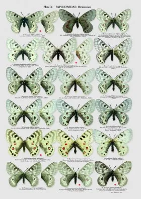 The Butterflies of Kazakhstan