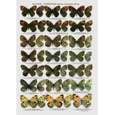 The Butterflies of Kazakhstan