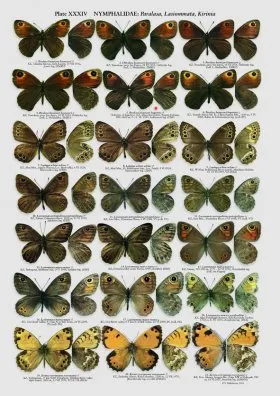 The Butterflies of Kazakhstan