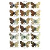 Holarctic Butterflies of the Subtribe Polyommatina (Lepidoptera: Lycaenidae) and Their Genitalia