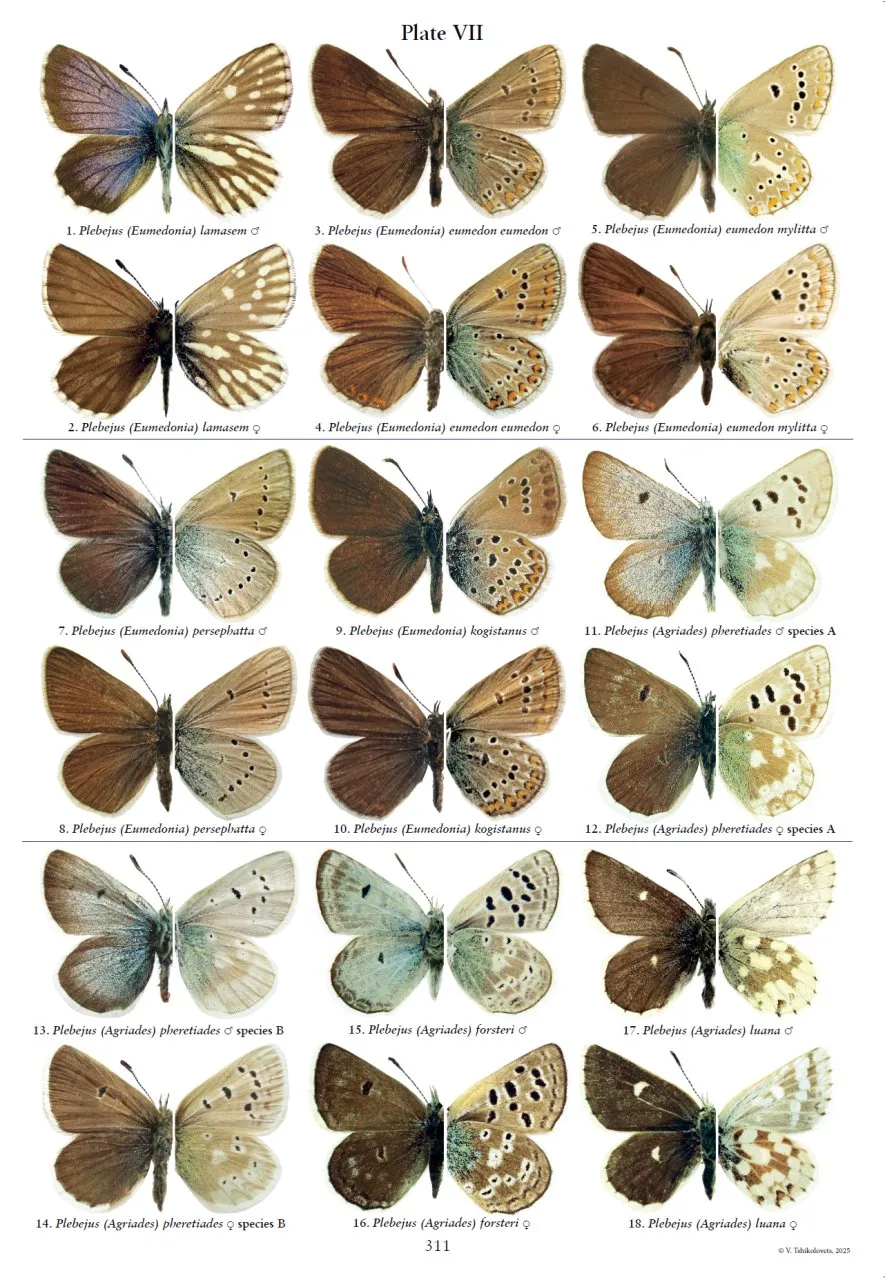Holarctic Butterflies of the Subtribe Polyommatina (Lepidoptera: Lycaenidae) and Their Genitalia