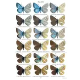 Holarctic Butterflies of the Subtribe Polyommatina (Lepidoptera: Lycaenidae) and Their Genitalia