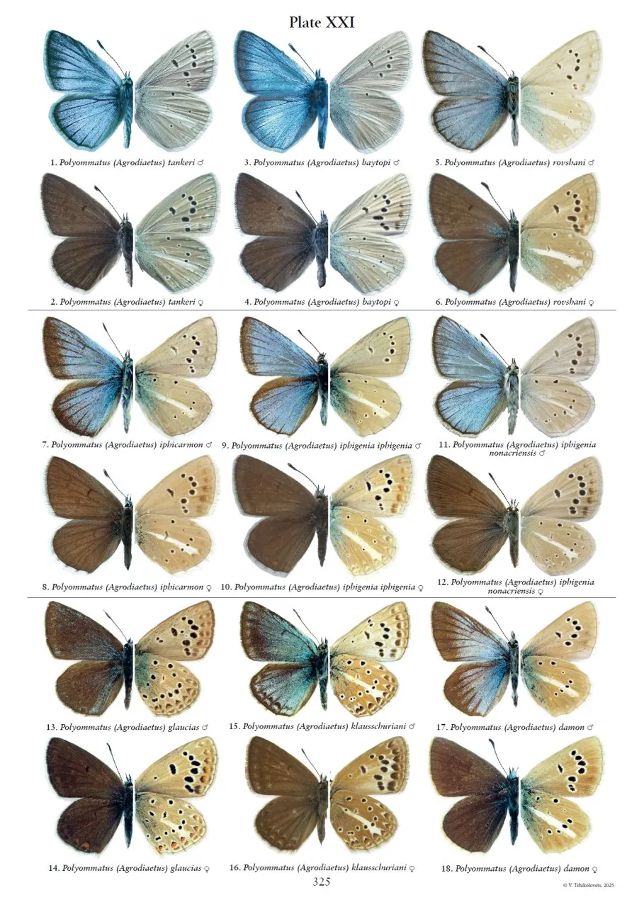 Holarctic Butterflies of the Subtribe Polyommatina (Lepidoptera: Lycaenidae) and Their Genitalia