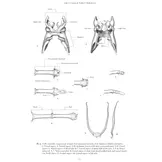 Holarctic Butterflies of the Subtribe Polyommatina (Lepidoptera: Lycaenidae) and Their Genitalia