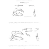 Holarctic Butterflies of the Subtribe Polyommatina (Lepidoptera: Lycaenidae) and Their Genitalia