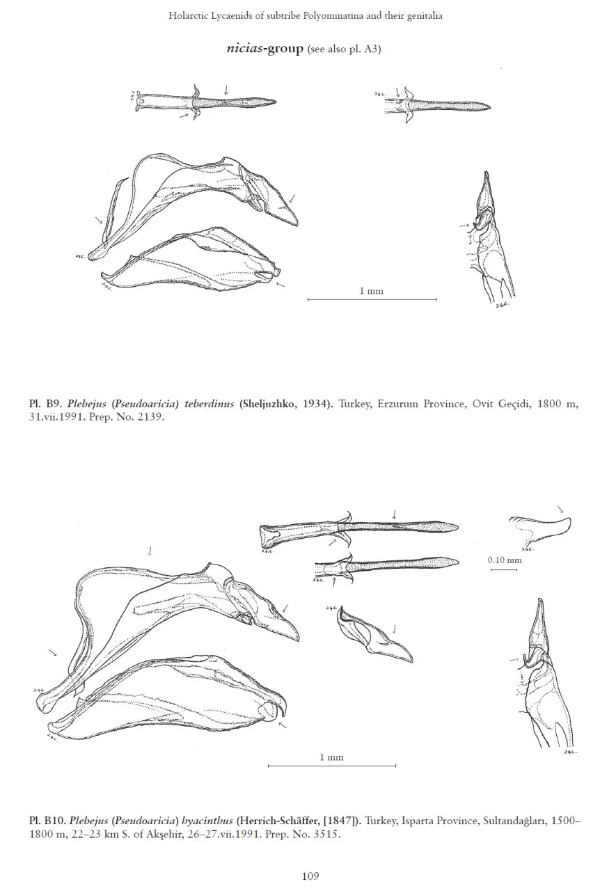 Holarctic Butterflies of the Subtribe Polyommatina (Lepidoptera: Lycaenidae) and Their Genitalia