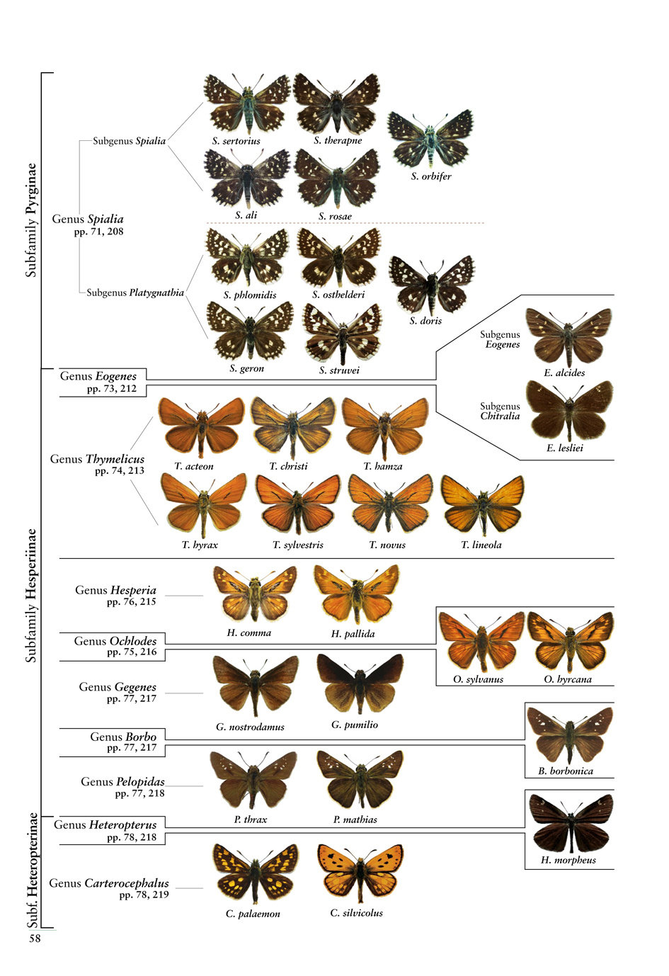 Butterflies of the Western Palaearctic - Volume 1: Hesperiidae, Papilionidae, Pieridae, Lycaenidae (partim)