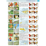 Butterflies of the Western Palaearctic - Volume 1: Hesperiidae, Papilionidae, Pieridae, Lycaenidae (partim)