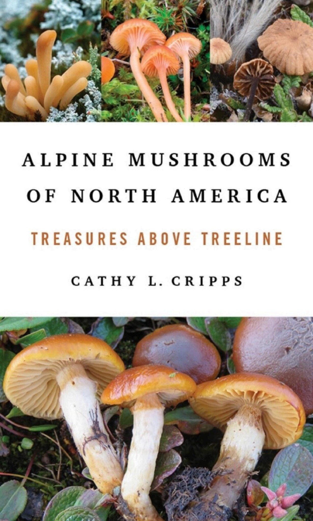 Alpine Mushrooms of North America - Treasures Above Treeline