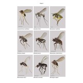 RES Handbooks for the Identification of British Insects: British Dolichopodidae (Diptera)