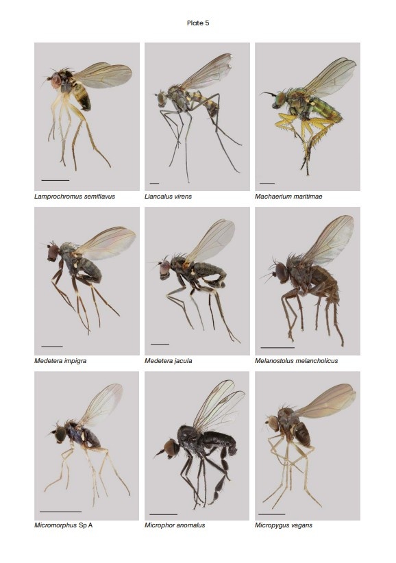 RES Handbooks for the Identification of British Insects: British Dolichopodidae (Diptera)