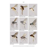 RES Handbooks for the Identification of British Insects: British Dolichopodidae (Diptera)
