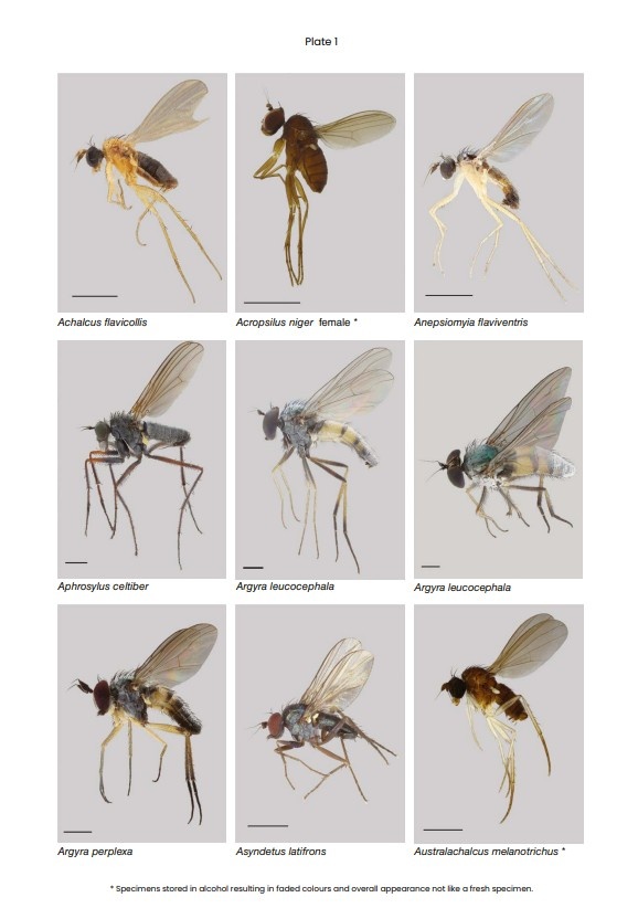 RES Handbooks for the Identification of British Insects: British Dolichopodidae (Diptera)