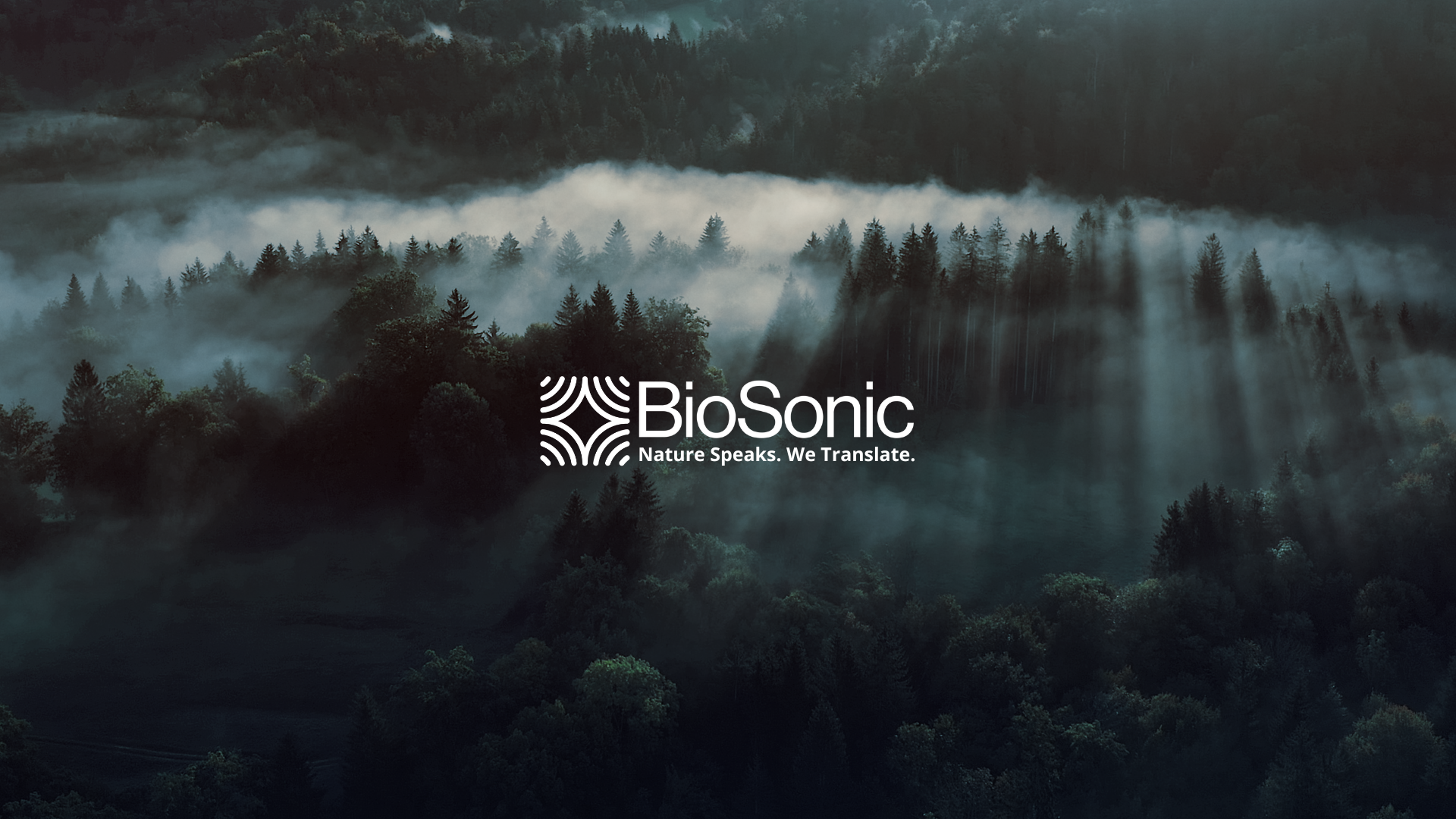 BioSonic - KI-gestützte akustische Fledermausanalyse