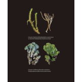 Miniatuurwereld - De kracht en pracht van korstmossen