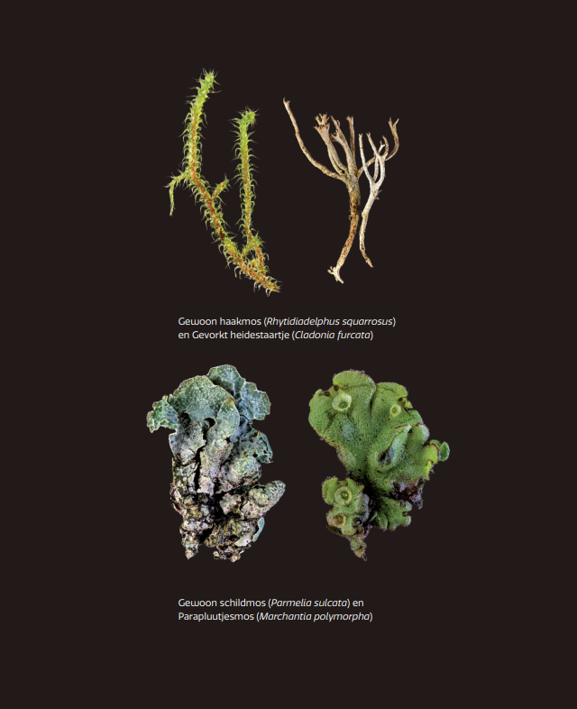 Miniatuurwereld - De kracht en pracht van korstmossen