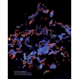 Miniatuurwereld - De kracht en pracht van korstmossen