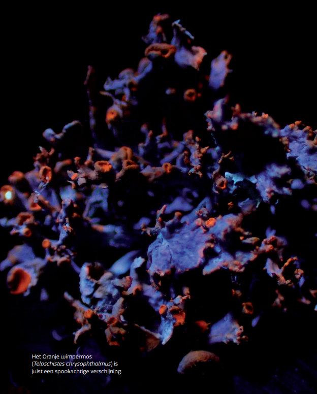 Miniatuurwereld - De kracht en pracht van korstmossen