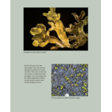 Miniatuurwereld - De kracht en pracht van korstmossen