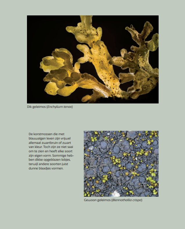 Miniatuurwereld - De kracht en pracht van korstmossen