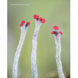 Miniatuurwereld - De kracht en pracht van korstmossen