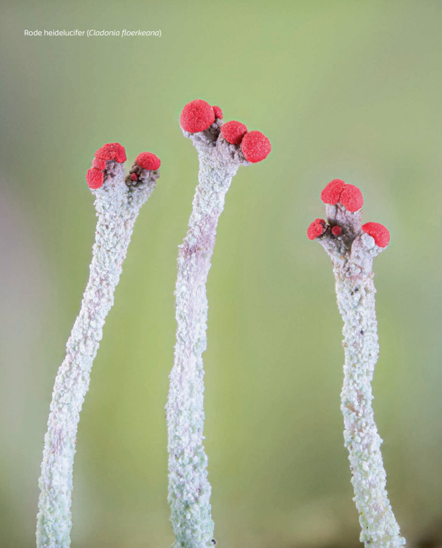 Miniatuurwereld - De kracht en pracht van korstmossen