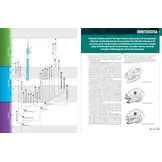 The Princeton Encyclopedia of Dinosaurs - Ornithischians