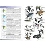 Birds of the Indian Subcontinent
