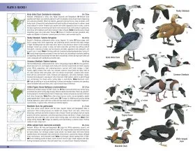 Birds of the Indian Subcontinent