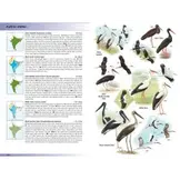 Birds of the Indian Subcontinent