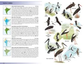 Birds of the Indian Subcontinent