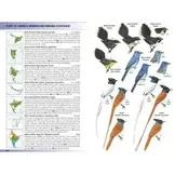 Birds of the Indian Subcontinent