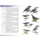 Birds of the Indian Subcontinent