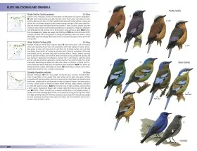Birds of the Indian Subcontinent