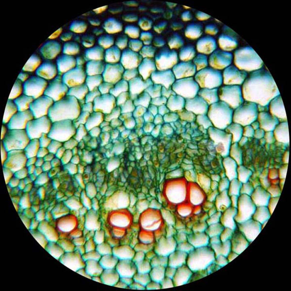 AmScope 25 geprepareerde objectglaasjes