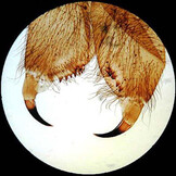 AmScope 25 Glass Prepared Microscope Slides with Wooden Box