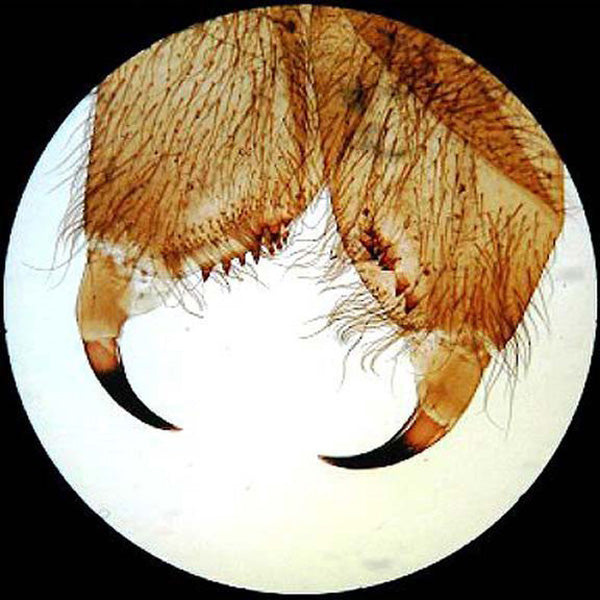 AmScope 25 geprepareerde objectglaasjes