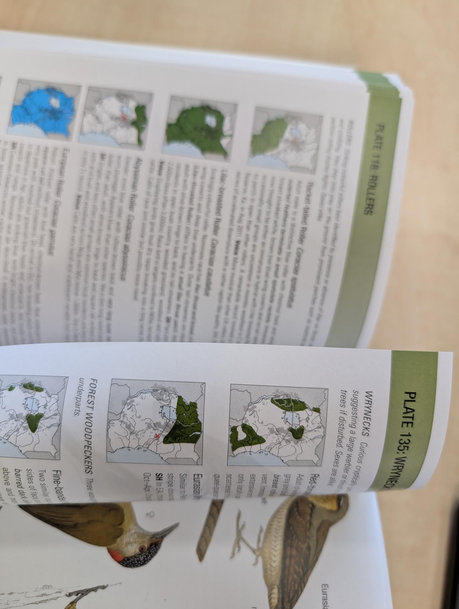 Damaged copy - Birds of East Africa - Kenya, Tanzania, Rwanda, Uganda, Burundi